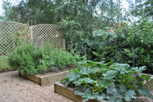 vegetable garden