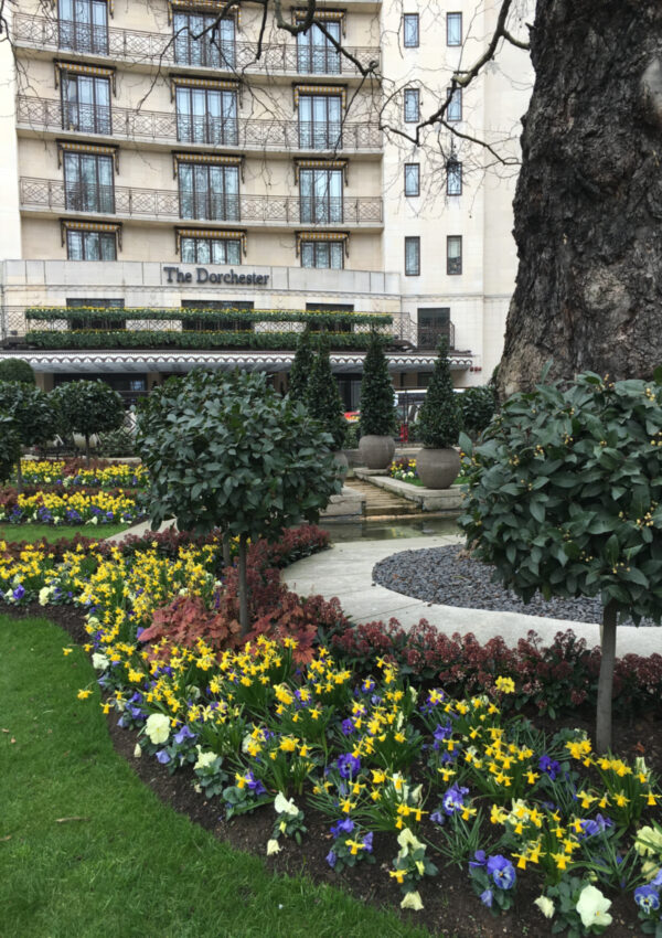 The Dorchester Hotel pictured in the spring with spring flowers outside