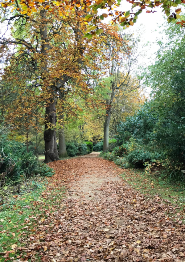 An autumn trail strewn with leaves - Great things to do in October