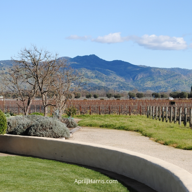 Vines at Robert Mondavi Winery in Napa