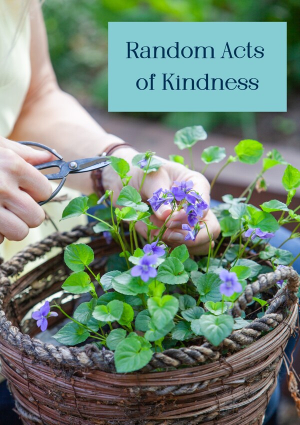 Random Acts of Kindness Challenge Photograph - a basket of violets with a woman's hands holding scissors to pick some of them