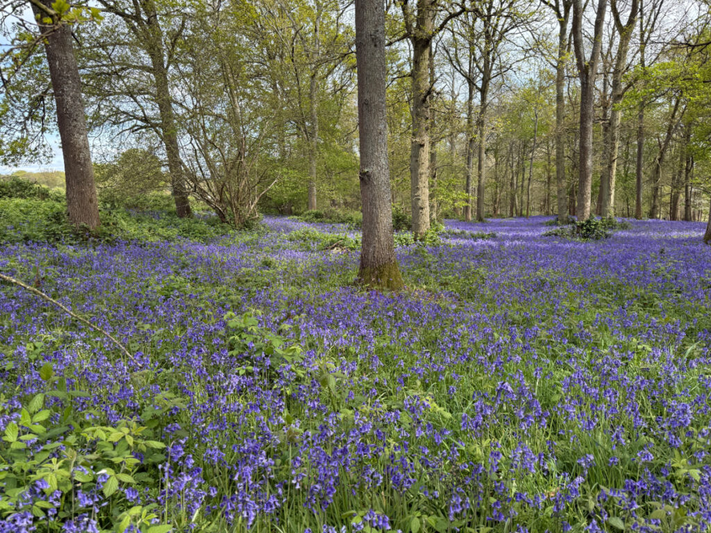 Bluebells at Greys Court